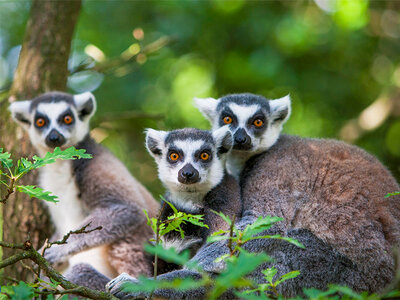 Coffret Journée d'exploration en famille : 4 entrées pour le Safari de Peaugres près de Saint-Étienne