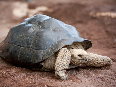 Journée passionnante à la Ferme aux Crocodiles, près d'Avignon pour 1 adulte et 2 enfants