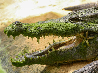Coffret Journée passionnante à la Ferme aux Crocodiles, près d'Avignon pour 1 adulte et 2 enfants