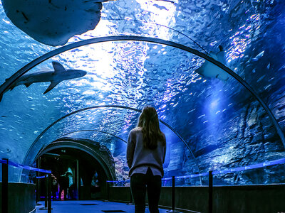 Coffret À la découverte des secrets de l’océan : 2 entrées adulte coupe-file à l’aquarium Nausicaá en basse saison