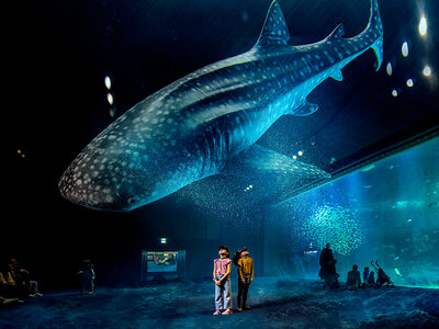 Coffret cadeau Sortie en famille : entrées pour 2 adultes et 2 enfants à l'aquarium Nausicaá en basse saison