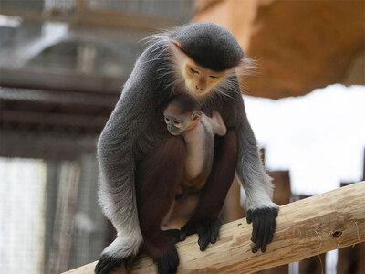 1 journée et 1 nuit au ZooParc de Beauval pour 2 adultes