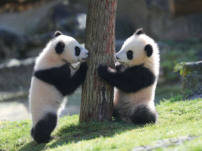 Cofanetto 1 giornata allo ZooParc di Beauval per 2 adulti e 1 notte in hotel