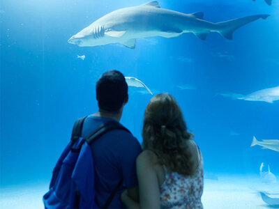 Caja regalo Oceanogràfic de Valencia: 2 entradas de adulto en temporada alta