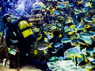 Oceanogràfic de Valencia: 2 entradas de adulto en temporada alta