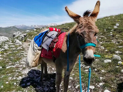 Trekking con gli asini a Rocca Calascio e Santo Stefano di Sessanio con light lunch per 3