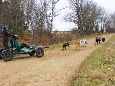 Aventure insolite en famille : 1h de balade en Cani-Kart près de Clermont-Ferrand