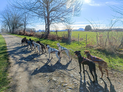 Coffret Aventure insolite en famille : 1h de balade en Cani-Kart près de Clermont-Ferrand