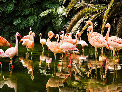 Loro Parque: 1 entrada de adulto