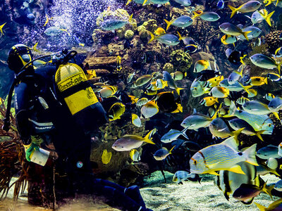 Oceanogràfic de Valencia y Museu de les Ciències: 1 entrada de adulto en temporada media