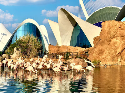 Caja regalo Oceanogràfic de Valencia y Museu de les Ciències: 1 entrada de adulto en temporada media