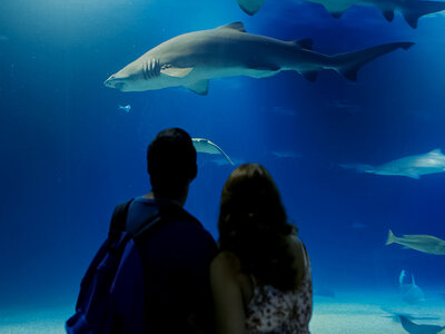 Oceanogràfic de Valencia y Museu de les Ciències: 2 entradas de adulto sin colas en temporada alta