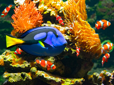 Caja regalo Oceanogràfic de Valencia y Museu de les Ciències: 2 entradas de adulto sin colas en temporada alta