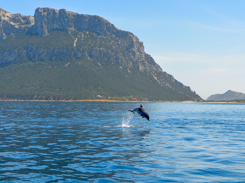 In Sardegna sulla scia dei delfini: escursione in gommone per 2 adulti e 2 bambini