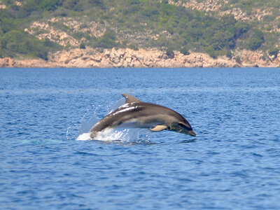 Cofanetto regalo Avvistamento delfini in Sardegna con un’escursione in gommone per 2 adulti e 1 bambino