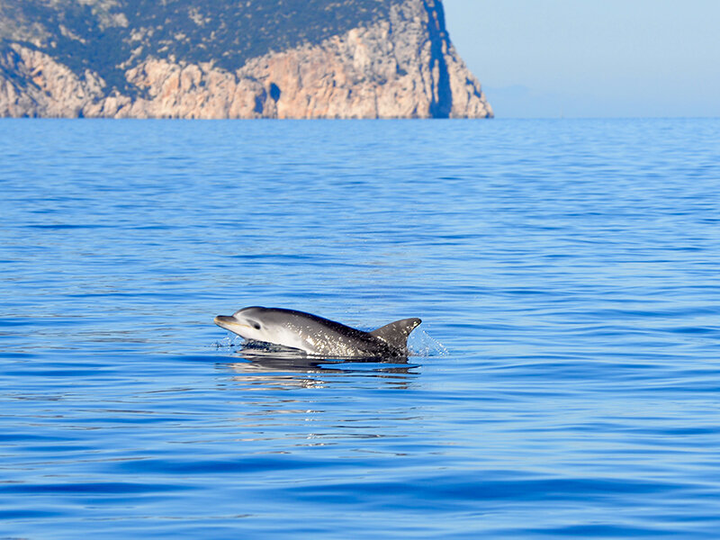 Alla ricerca dei delfini in Sardegna con un’escursione in gommone per 2