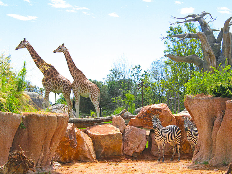 2 biglietti d’ingresso a Zoom Torino con accesso prioritario e colazione con le giraffe