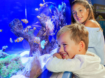 Caja regalo Palma Aquarium: 2 entradas de adulto y 1 de niño