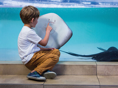 Caja regalo Palma Aquarium: 1 entrada de adulto y 1 de niño