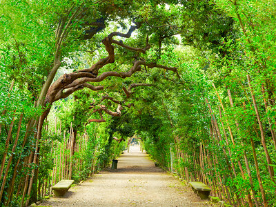 1 biglietto saltafila per il Giardino di Boboli a Firenze per 1 adulto