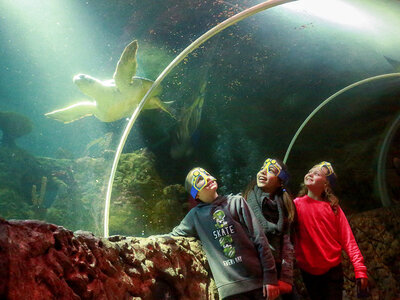 1 dag SEA LIFE Marine Park in Blankenberge voor 1 volwassene en 1 kind