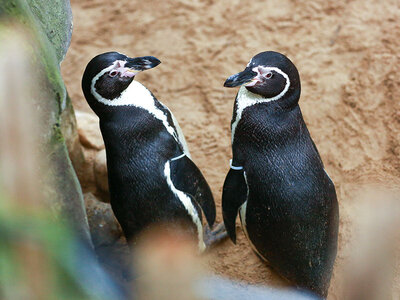 Doos 1 dag SEA LIFE Marine Park in Blankenberge voor 1 volwassene en 1 kind