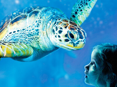 Cadeaubon 1 dag SEA LIFE Marine Park in Blankenberge voor 1 volwassene en 1 kind