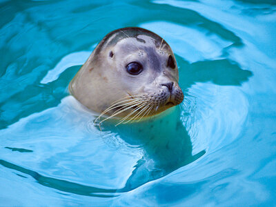 Met het gezin naar Sea Life in Blankenberge