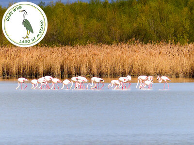 Cofanetto regalo Gita in barca sul lago e visita guidata all’Oasi WWF di Alviano per 2