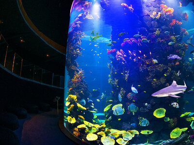 Caja Poema del Mar - Aquarium Gran Canaria: 2 entradas de adulto