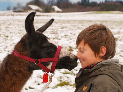 Trekking con i lama e picnic a Bucheggberg per 2 persone