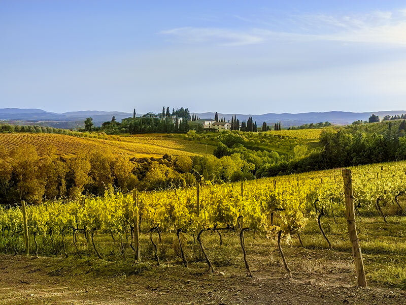 Passeggiata tra le vigne toscane: visita alla cantina con degustazione e bottiglia per 2