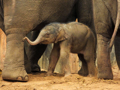 Cadeaubon Dagje DierenPark Amersfoort voor 2 volwassenen