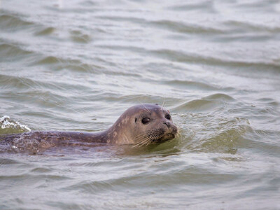 Doos Zeehonden spotten op de Westerschelde voor 2 personen