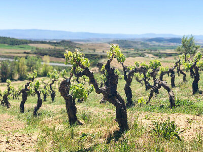 El vino de La Rioja: visita a bodega y cata de vinos en Tobelos Bodegas y Viñedos para 2 personas