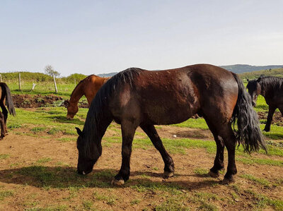 Cofanetto Visita e attività in una fattoria in Puglia per famiglia di 2 adulti e 1 bambino