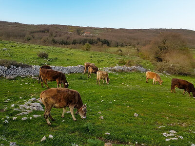 Cofanetto Visita a una fattoria in Puglia: attività con animali e assaggi di prodotti tipici per 2