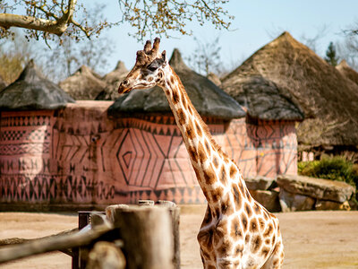 Doos Toegang tot Pairi Daiza met overnachting in de buurt voor 2