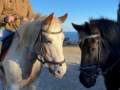 Indimenticabile passeggiata a cavallo (4h) per 2 persone a Pietra Ligure