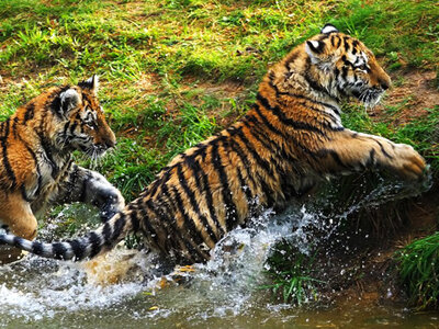 Doos Dagje Safaripark Beekse Bergen nabij Tilburg voor 2