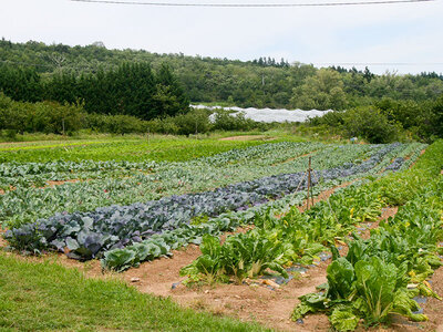 Coffret cadeau Séjour insolite en famille : 5 jours en roulotte près de Saint-Etienne