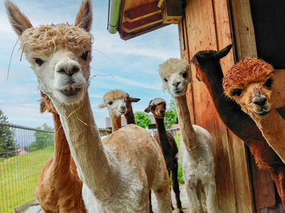 Box Keep calm and relax with alpacas!