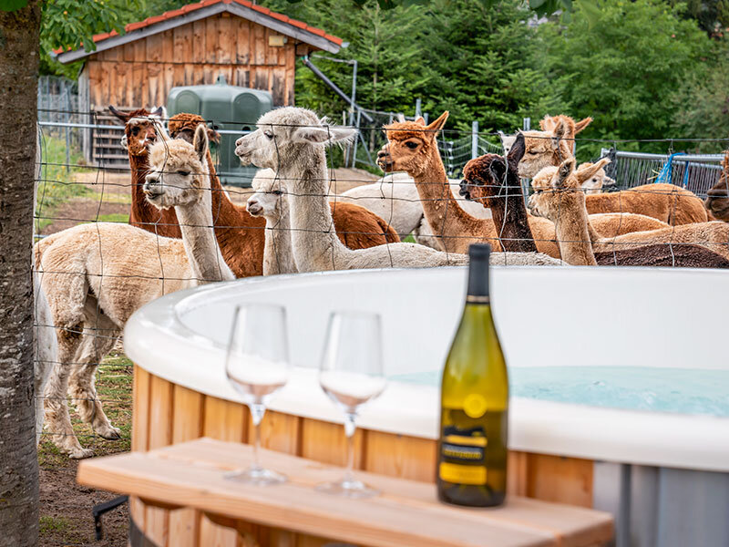 Cofanetto regalo Keep calm and relax with alpacas!