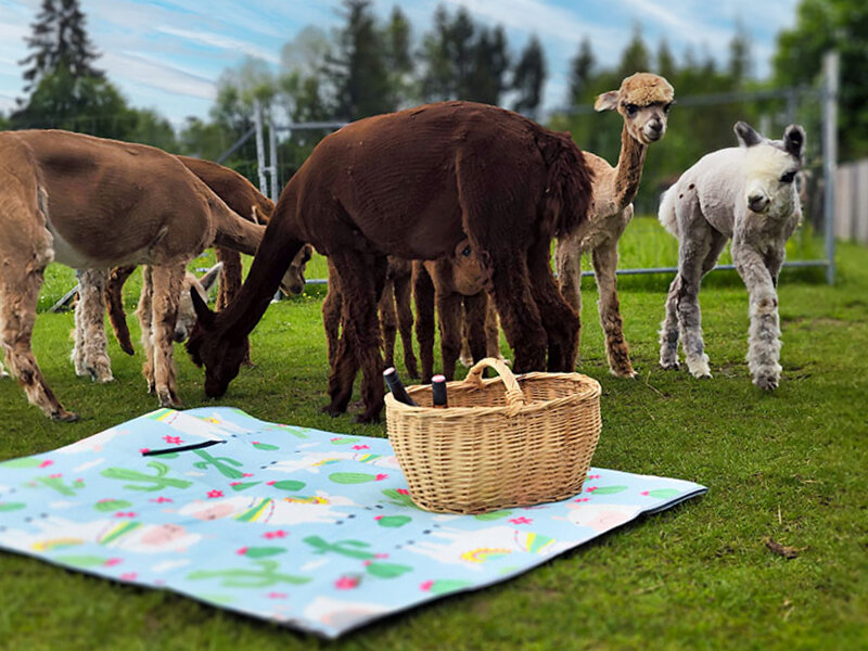 Keep calm and relax with alpacas!