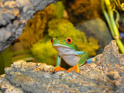 Rencontre avec les reptiles et les amphibiens pour 2 personnes près de Mâcon