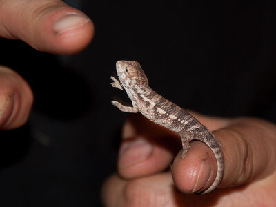 Coffret Rencontre avec les reptiles et les amphibiens pour 2 personnes près de Mâcon