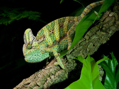 Coffret cadeau Rencontre avec les reptiles et les amphibiens pour 2 personnes près de Mâcon