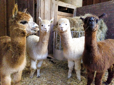 Coffret cadeau Excursion familiale passionnante dans une ferme près de Stuttgart