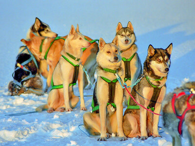 3 dage i tipi under Sveriges nordlys med hundeslæde og helpension