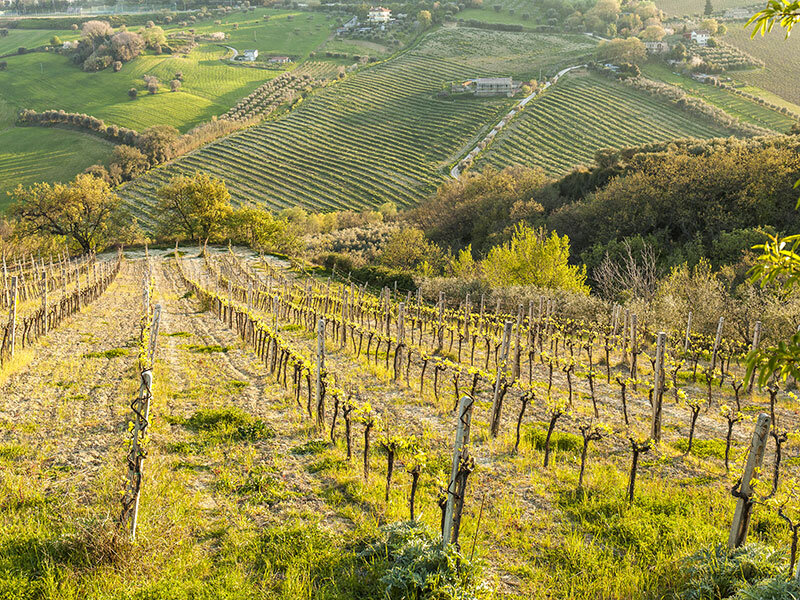 Degustazioni enologiche per 2 in cantine selezionate nelle Marche